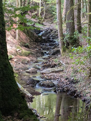 Hochwald Pfad (Traumschleife)