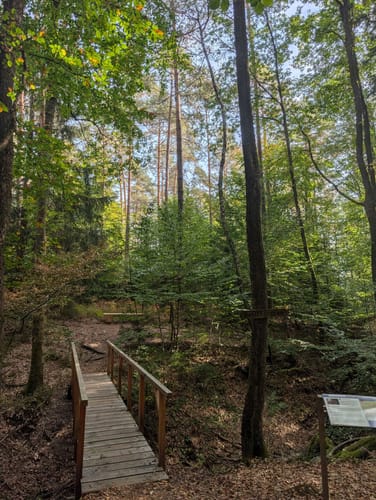 Hochwald Pfad (Traumschleife)