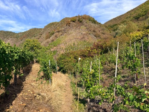 Moselsteig Etappe 18: Beilstein - Cochem