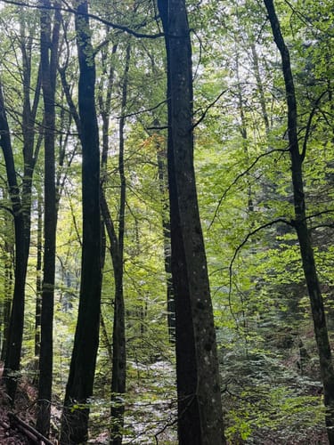 Brunnen- und Quellenweg (Premiumwanderweg)