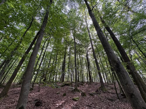 Brunnen- und Quellenweg (Premiumwanderweg)