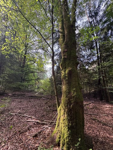 Brunnen- und Quellenweg (Premiumwanderweg)