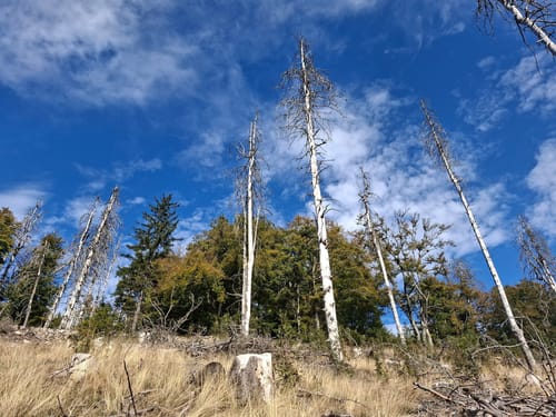 Oberursel (Taunus) - Altkönig - Hünerberg