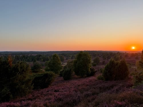 Totes Holz und lebendige Heide