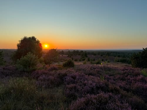 Totes Holz und lebendige Heide