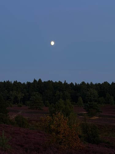 Totes Holz und lebendige Heide