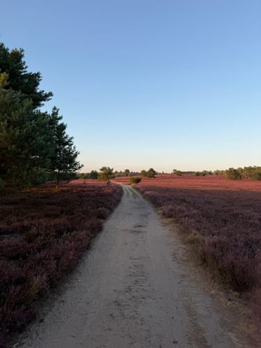 Totes Holz und lebendige Heide
