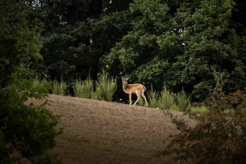 Karlsbrunn Rundweg