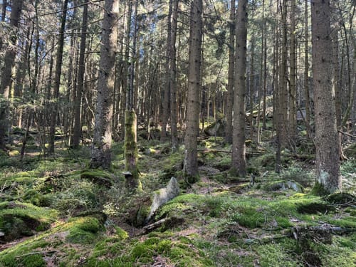 Felsenlabyrinth zur Kösseine