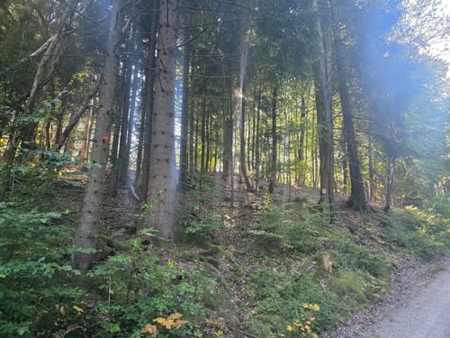 Wagentalhütte - Kreuzstein