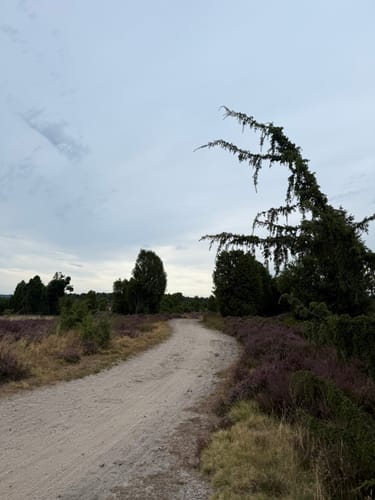Lüneburger Heide (Traumschleife)