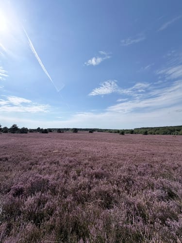 Lüneburger Heide (Traumschleife)