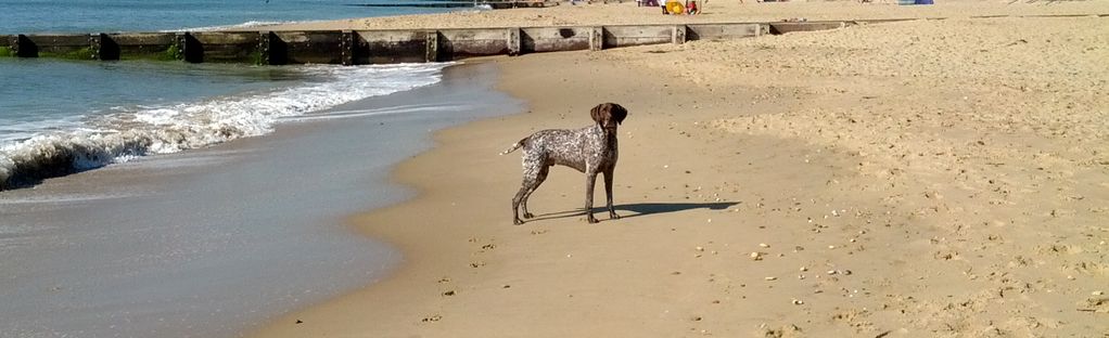 is branksome beach dog friendly