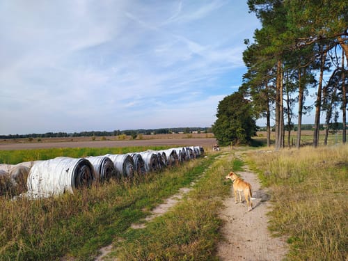 Dobbrikow - Rieben See  Rundweg