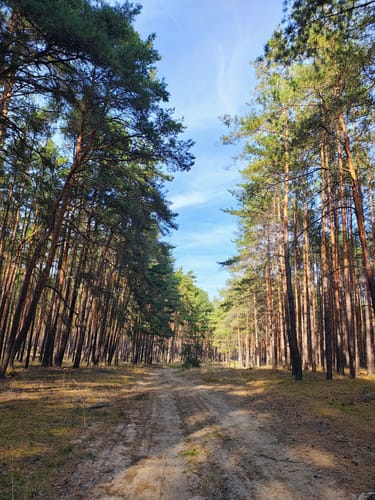 Dobbrikow - Rieben See  Rundweg