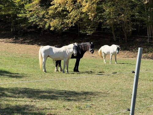 Remigius Abschnitt Rundweg via Sprengelburg