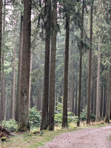 Großen Feldberg