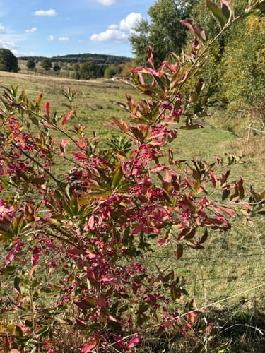 Butzel-Kewes-Weg (Traumschleifchen)