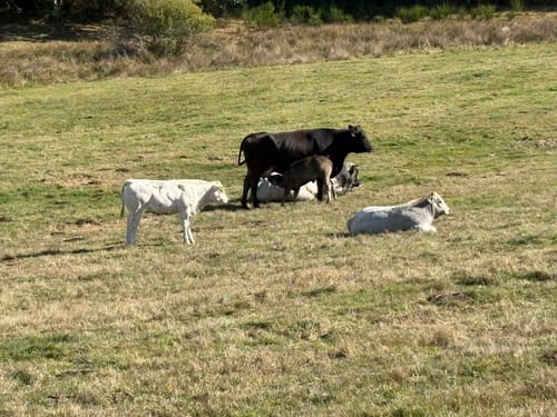 Butzel-Kewes-Weg (Traumschleifchen)