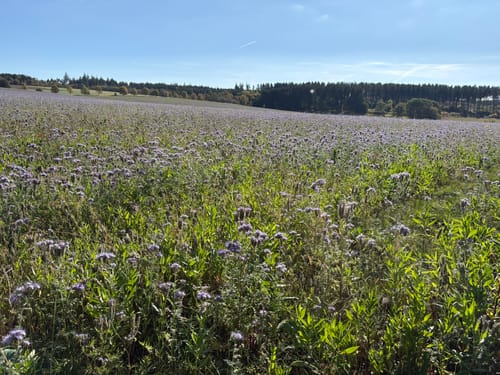 Butzel-Kewes-Weg (Traumschleifchen)