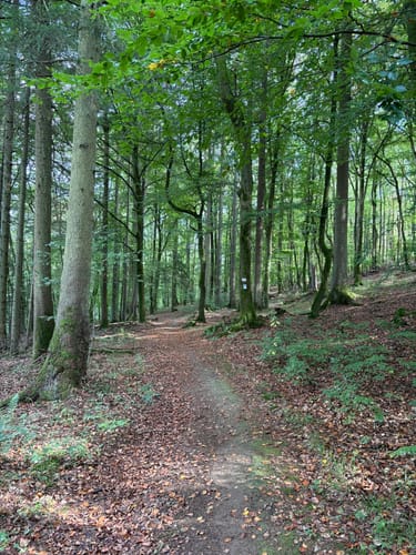 Holzhaus - Schwarzenberg - Wallau