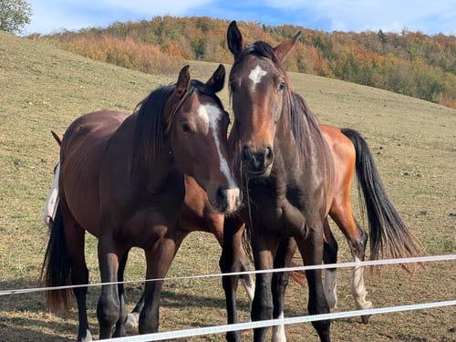 Schwäbische Alb Südrand-Weg HW 2 Etappe 13: Beuron - Tuttlingen