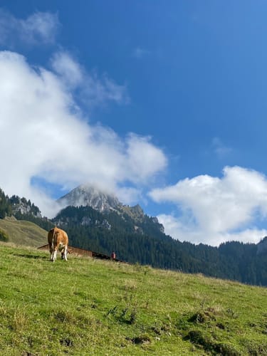 Spitzingalmen und Spitzingscheibe