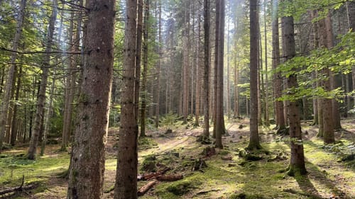 Titisee Rundweg