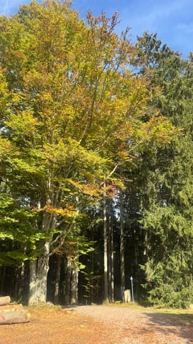 Titisee Rundweg