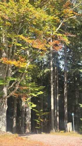 Titisee Rundweg