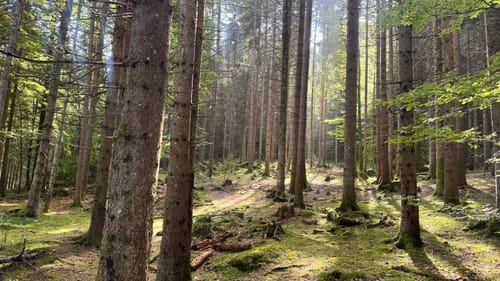 Titisee Rundweg