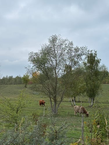 Rund um den Hainer See