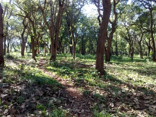 Onde fazer caminhada em Uberlândia?