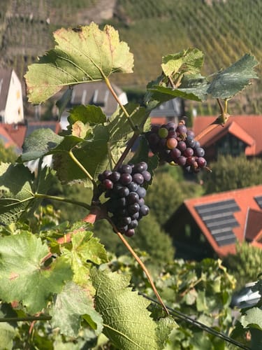 Ahrtalalpin: Von Altenahr über Mayschoss und das Teufelsley