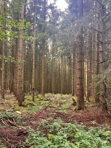 W1 Willingen - Mühlenkopfschanze