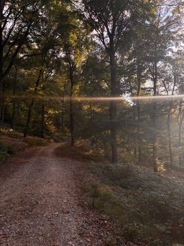 Rundwanderweg Dossenheim 3