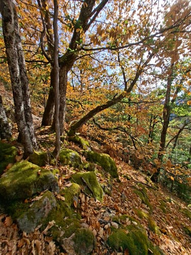 Auf Felsenwegen von Hornberg zu den Schlossfelsen