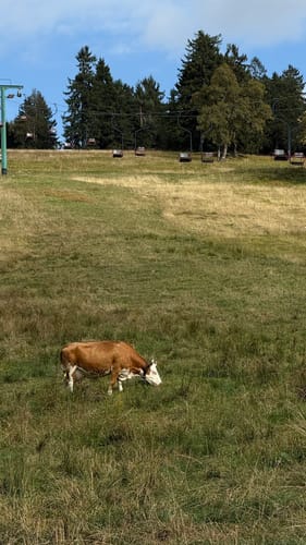 Von Ruhestein zum Wildsee