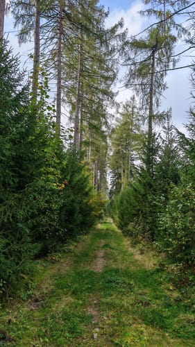 Zur Talsperre Stollberg über Bürgerwald
