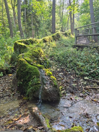 Waldrunde bei Rohrbach