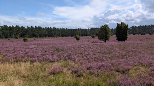 Undeloh Rundweg