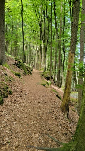 Sagenhafter Waldpfad (Pfalz)