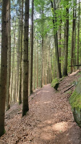 Sagenhafter Waldpfad (Pfalz)