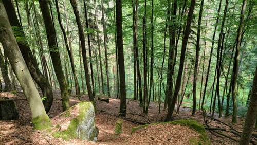 Sagenhafter Waldpfad (Pfalz)