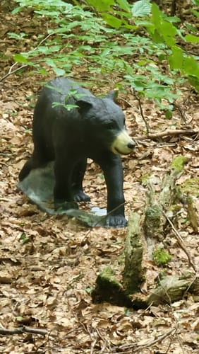 Sagenhafter Waldpfad (Pfalz)