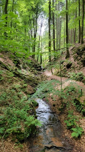 Sagenhafter Waldpfad (Pfalz)