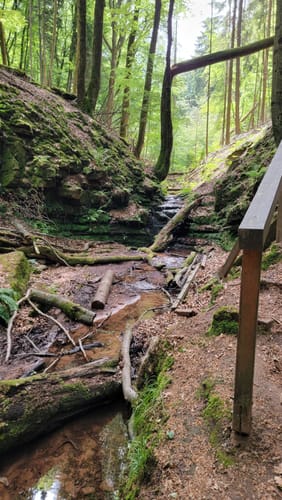Sagenhafter Waldpfad (Pfalz)