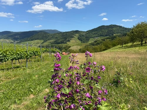 Ulmer Panoramaweg