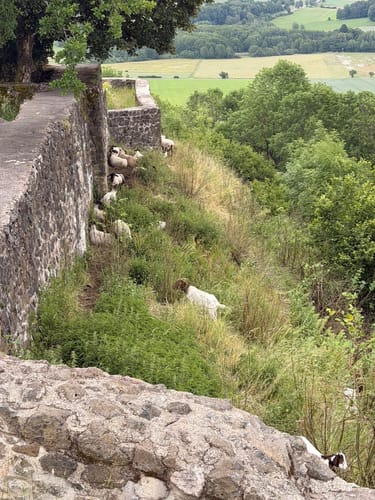 Auf den Schloßberg bei Waldeck