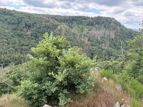 Vom Veldenzer Bach zum Dachslayer Felsen